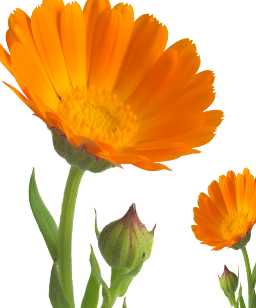 Marigold biomass dyestuff