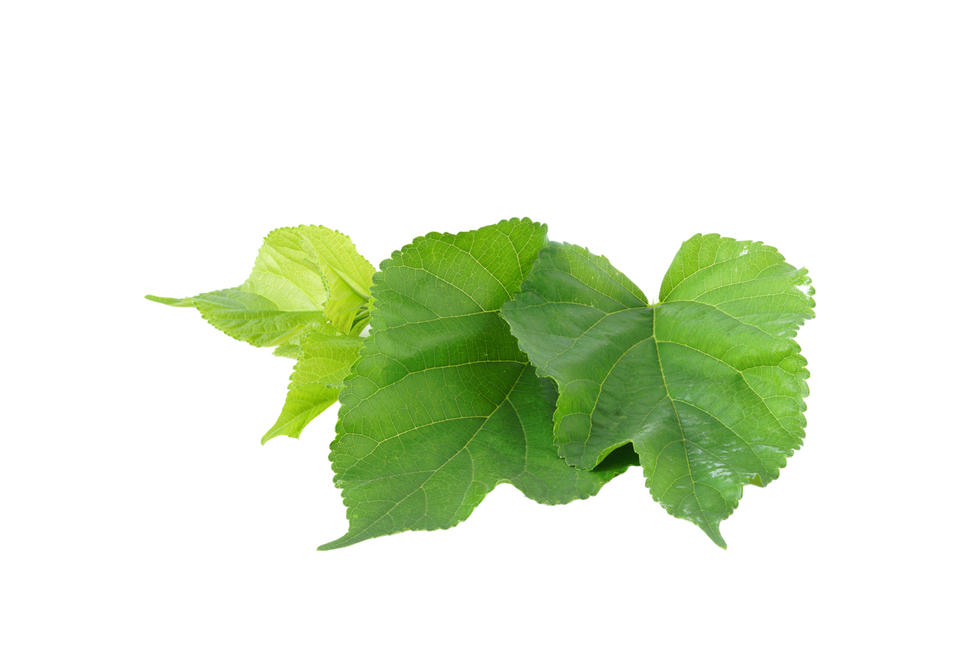 Mulberry source material detail