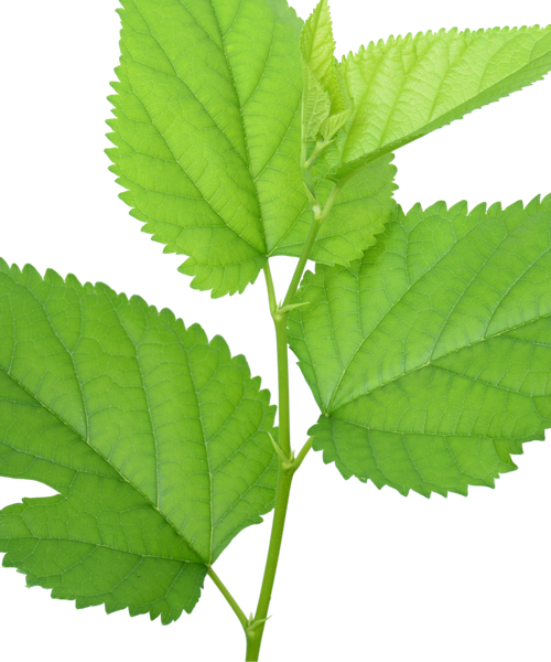 Mulberry biomass dyestuff