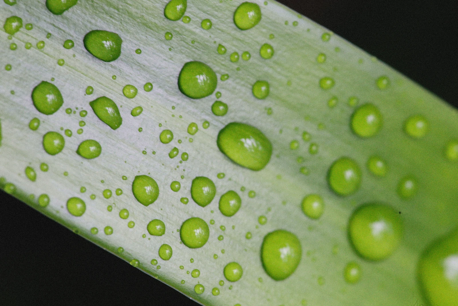 Water droplets on a green leaf